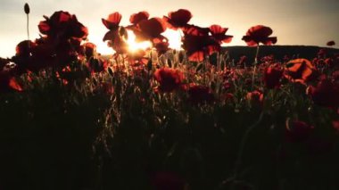 Haşhaş alan. Günbatımı alanında.