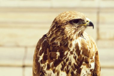 Güzel kartal kuş portre