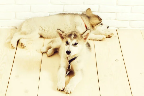 Cães husky em madeira com tijolos — Fotografia de Stock