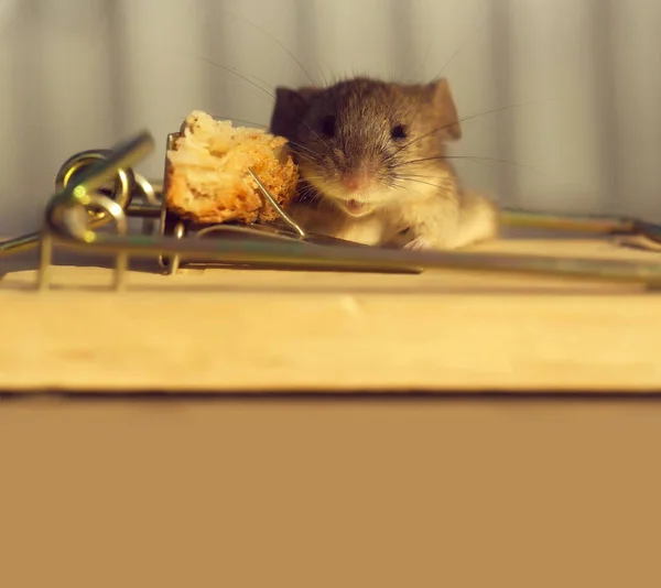 Niedliche Hausgraumaus oder Ratte an Mausefalle mit Köder — Stockfoto