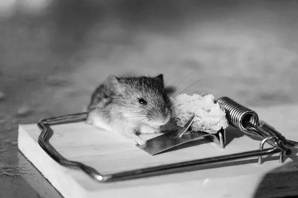 Χαριτωμένο σπίτι γκρι ποντίκι ή αρουραίος σε ποντικοπαγίδα με δόλωμα — Φωτογραφία Αρχείου