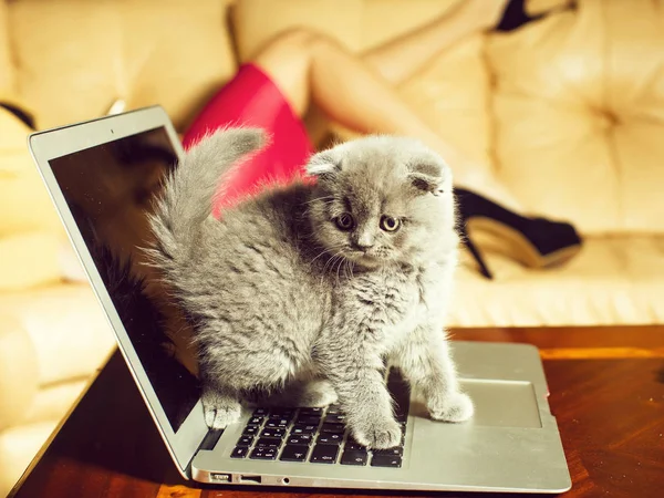 노트북에 앉아 고양이 — 스톡 사진