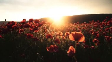 Haşhaş alan şehvetli kız. Genç kız alanında. Kız çiçek alanında eğleniyor. Çiçek alan.