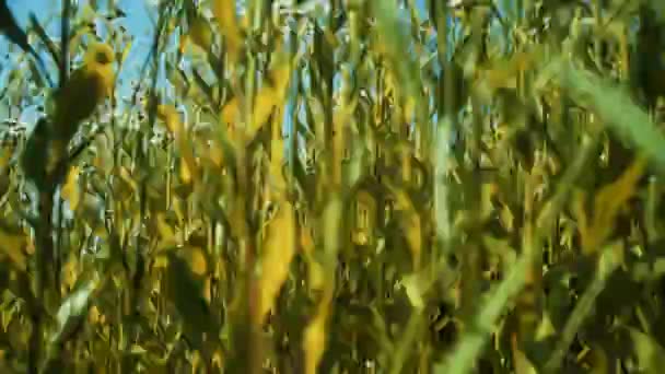 Fleurs Camomille Sur Une Prairie Été Belle Femme Dans Prairie — Video