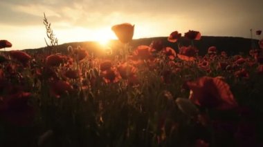 Zarif beyaz elbiseli sarışın genç kadın. Kız arka çanta ile poz. Bahar buket çiçek bayanla. Moda. Çiçekli Ukraynalı kız.