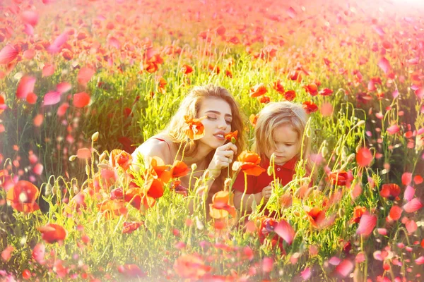 Flores en prado, flor de amapola roja —  Fotos de Stock