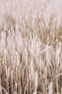 Tarım, tarım, yetiştirmek