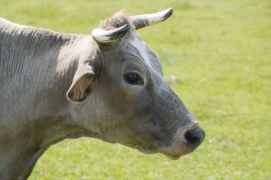 Yaz otlağında inek
