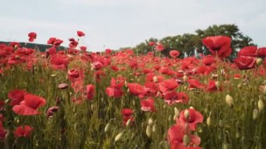 Haşhaş alan. Günbatımı alanında. Sunrise afyon alan. Kırmızı çiçek alan. Güzel kırmızı çiçekler. Kırmızı çiçek günbatımı. Harika gün batımı.