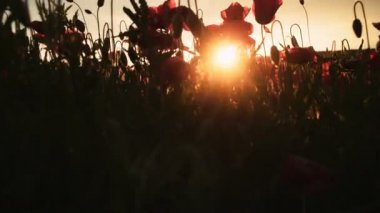 Haşhaş alan. Günbatımı alanında. Sunrise afyon alan. Kırmızı çiçek alan. Güzel kırmızı çiçekler. Kırmızı çiçek günbatımı. Harika gün batımı.