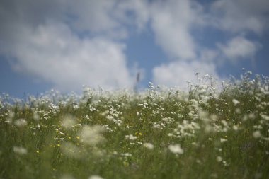 Papatya çiçek, doğa ve çevre