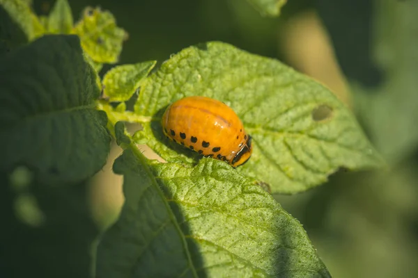 Larva de besouro-do-colorado — Fotografia de Stock