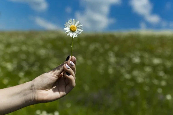 Manzanilla flor en la mano, naturaleza, medio ambiente . —  Fotos de Stock