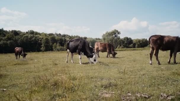 Cows Green Field Blue Sky Herd Cows Summer Green Field — Stock Video