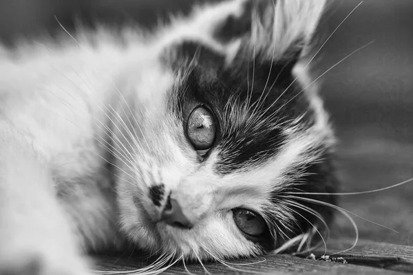 Niedliche Kätzchenkatze mit gelben Augen und pelzigem Fell — Stockfoto