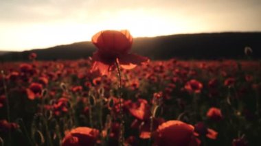 Haşhaş alan. Günbatımı alanında. Sunrise afyon alan.