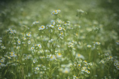 Çiçeklenme. Papatya çayı. Çiçek Papatya alan