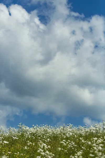 Campo di fiori di camomilla in luce del sole — Foto Stock