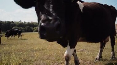 İnekler bir yeşil alan ve mavi gökyüzü. Yaz yeşil alan, inek sürüsü. İnekler alanında.