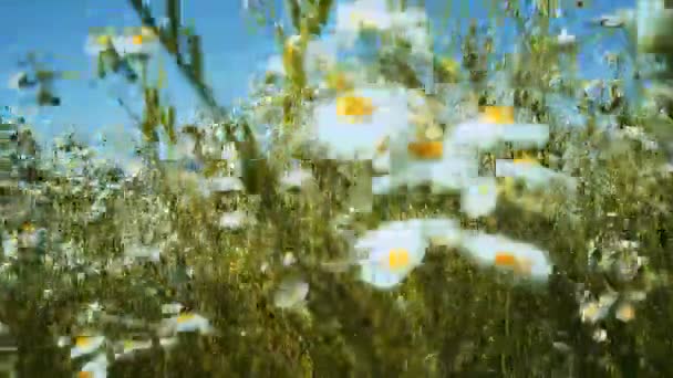 Chamomile Flowers Summer Meadow Beautiful Woman Chamomile Meadow — Stock Video