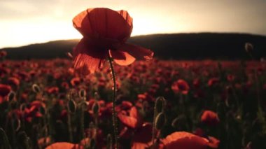 Haşhaş alan. Günbatımı alanında. Sunrise afyon alan.