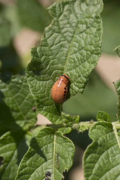 Pests larva destroy crop, insecticide, bug.