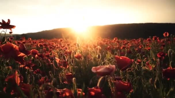 Campo Poppy Pôr Sol Campo Campo Ópio Nascer Sol — Vídeo de Stock