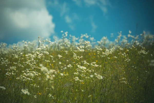 Champ de camomille, printemps — Photo