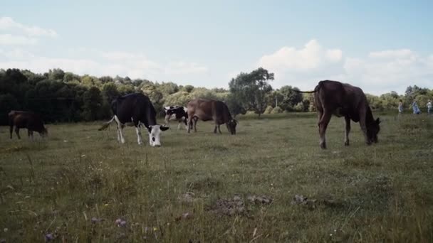 Kor Ett Grönt Fält Och Blå Himmel Flock Kor Sommaren — Stockvideo