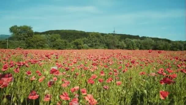 ケシのフィールドです フィールドの夕日 日の出アヘン フィールドです 赤いケシの花 牧草地の赤い花を 赤いケシの花のフィールド — ストック動画