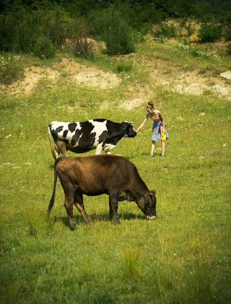 Pueblo, ganadería, pastoreo de campo, carne de vacuno . —  Fotos de Stock