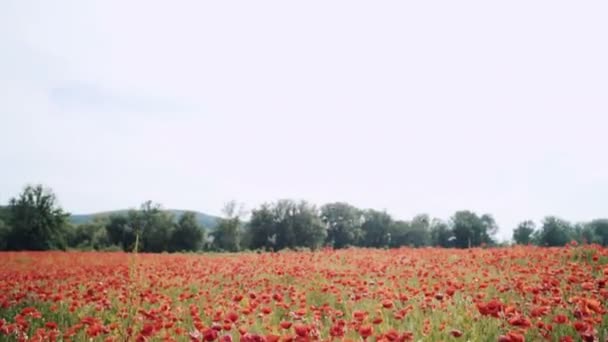 Poppy Field Sunset Field Sunrise Opium Field Red Poppy Flowers — Stock Video
