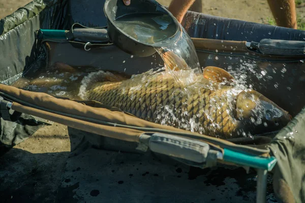 Grote vis in het water gegoten uit kom, vangen — Stockfoto