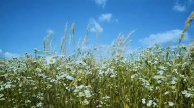 Papatya çiçeği bir yaz çayır üzerinde. Güzel kadın papatya çayırda.