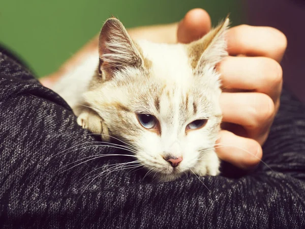 PET och omsorg, kärlek och vänskap, människor och djur — Stockfoto