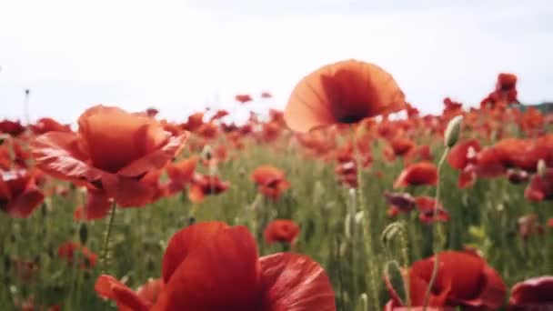 Campo Papavero Tramonto Sul Campo Campo Oppio All Alba Fiori — Video Stock