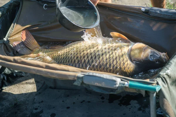 Grande carpa em água derramada da tigela, captura — Fotografia de Stock