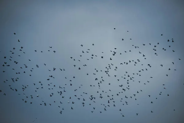 Czarne ptaki lub wrony w ciemne niebo. Wiele małych ptaków — Zdjęcie stockowe