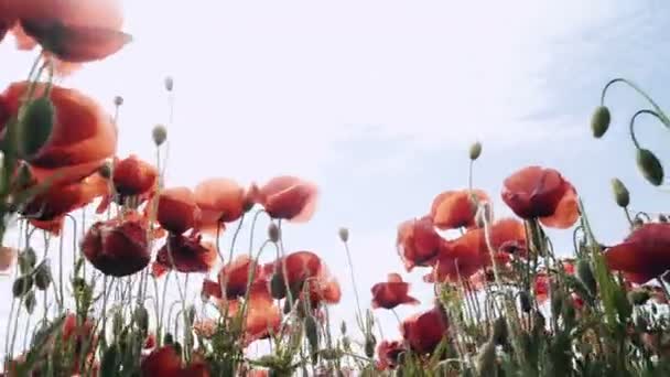 Mohnfeld Sonnenuntergang Auf Dem Feld Sonnenaufgang Opiumfeld Rote Mohnblumen Rote — Stockvideo