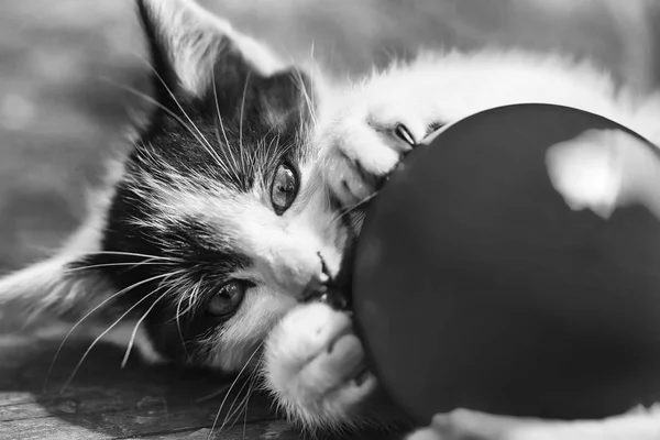 Niedliche Katze spielt mit gelbem Ball — Stockfoto