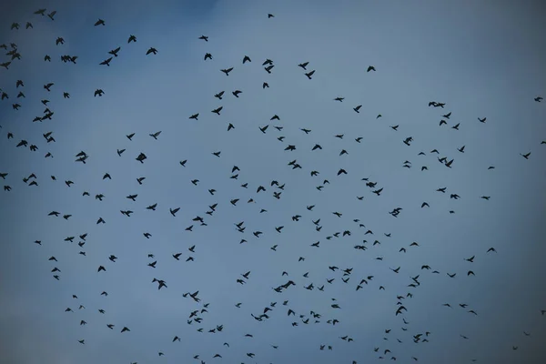 Concetto di uccelli migratori. Uccelli neri o corvi nel cielo scuro . — Foto Stock