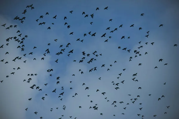 Os pássaros voam para terras mais quentes. Conceito de aves migratórias . — Fotografia de Stock