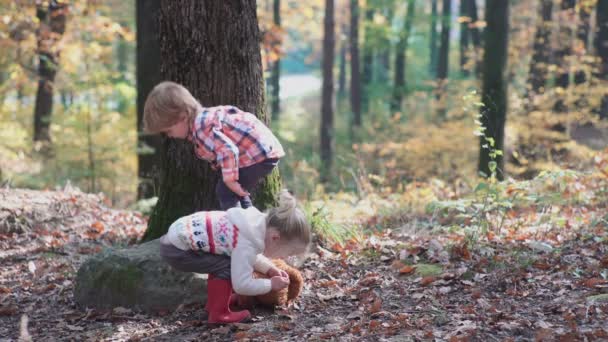 少し男の子と自然 森の女の子 森の中の犬を連れて歩いて幸せな家族 少女は黄金の落ち葉で遊んで楽しく幸せです — ストック動画