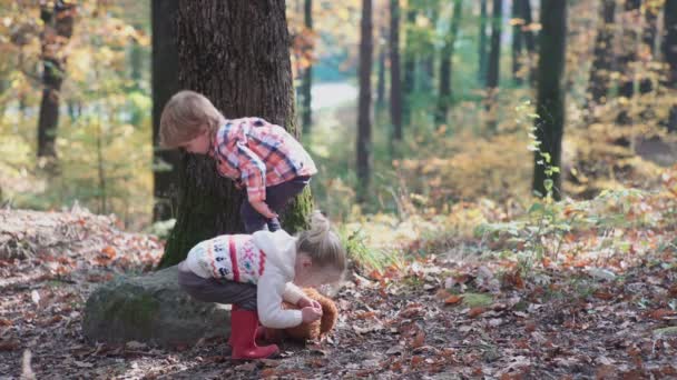 Een Kleine Jongen Meisje Natuur Bos Woud Wandelen Met Hond — Stockvideo