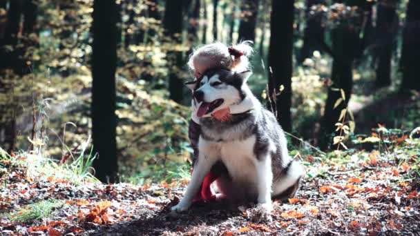 Kız Köpek Güzel Kadın Köpeğiyle Oynuyor Çocuk Köpek Ormandaki Köpekle — Stok video