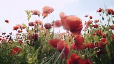 Haşhaş alan. Günbatımı alanında. Sunrise afyon alan. Haşhaş kırmızı çiçekler. Çayırda kırmızı çiçekler. Alan kırmızı haşhaş çiçek.