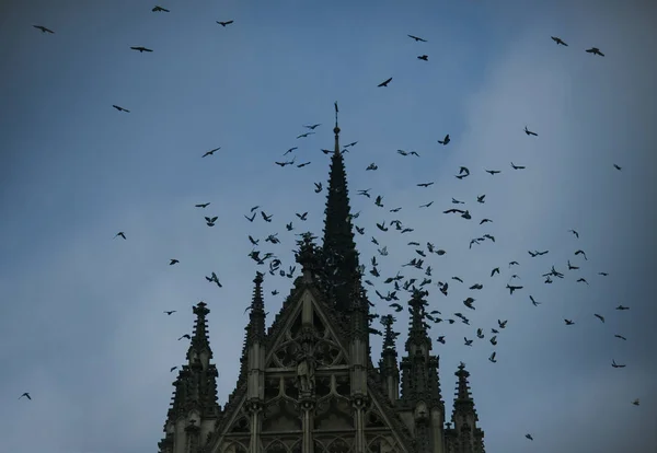 Uccelli e chiesa gotica . — Foto Stock