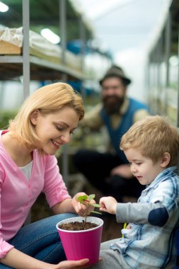 Anne oğlunu ihale gösterilen sıcak pembe tencerede küçük çiçek bırakır. Arka plan bulanık sakallı adam. Mutlu aile serada çalışma.