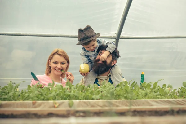 Família feliz em estufa. Mamãe posando com folha verde na boca, enquanto o filho está alimentando o pai com maçã sentada em seus ombros. Homem barbudo brincando com seu filho em chapéu fedora — Fotografia de Stock