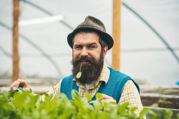 Nahaufnahme Gärtner Fedora Hut Pflanzung Samen Bärtiger Mann Mit Blauen — Stockfoto